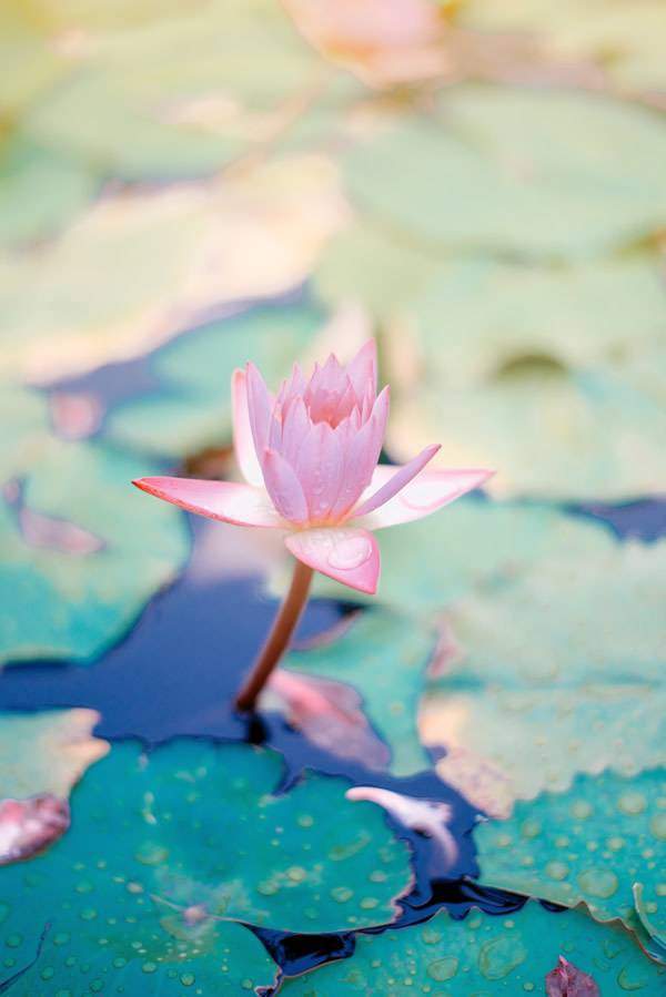 Lotus flower in Water